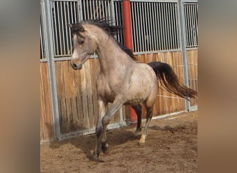Volbloed Arabier, Ruin, 4 Jaar, 153 cm, Brown Falb schimmel