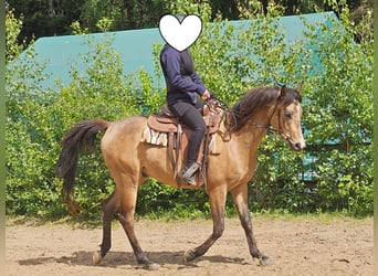 Volbloed Arabier, Ruin, 4 Jaar, 153 cm, Buckskin
