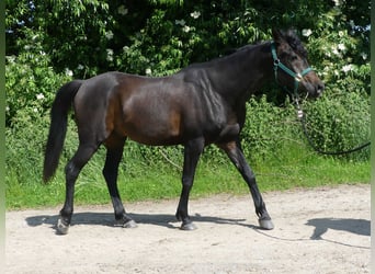 Volbloed Arabier, Ruin, 4 Jaar, 154 cm, Donkerbruin