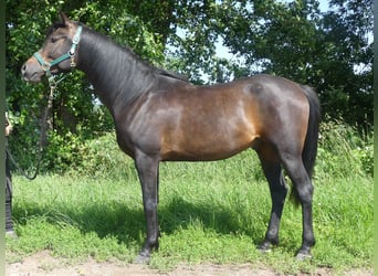 Volbloed Arabier, Ruin, 4 Jaar, 154 cm, Donkerbruin
