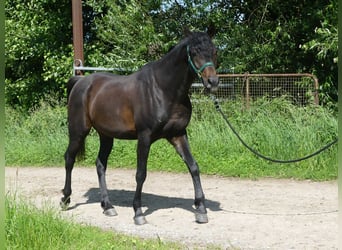Volbloed Arabier, Ruin, 4 Jaar, 154 cm, Donkerbruin