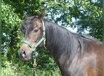 Volbloed Arabier, Ruin, 4 Jaar, 154 cm, Donkerbruin