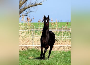 Volbloed Arabier, Ruin, 4 Jaar, 155 cm, Donkerbruin