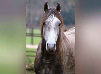 Volbloed Arabier, Ruin, 4 Jaar, 155 cm, Schimmel
