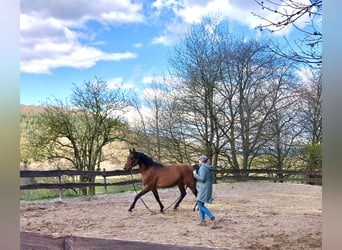 Volbloed Arabier, Ruin, 4 Jaar, 158 cm, Bruin