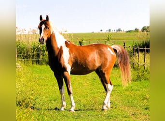 Volbloed Arabier, Ruin, 4 Jaar, 158 cm, Tobiano-alle-kleuren
