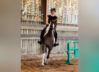 Volbloed Arabier, Ruin, 4 Jaar, 158 cm, Tobiano-alle-kleuren