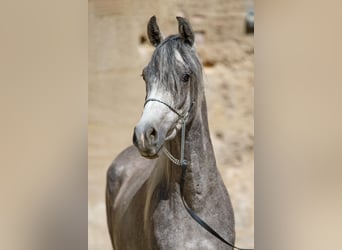 Volbloed Arabier, Ruin, 4 Jaar, kan schimmel zijn