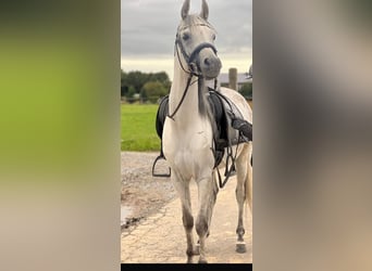 Volbloed Arabier, Ruin, 5 Jaar, 148 cm, Appelschimmel