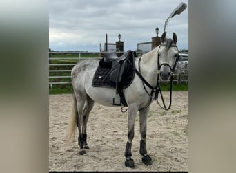 Volbloed Arabier, Ruin, 5 Jaar, 148 cm, Appelschimmel