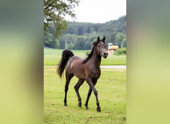 Volbloed Arabier, Ruin, 5 Jaar, 152 cm, Zwart