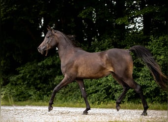 Volbloed Arabier, Ruin, 5 Jaar, 152 cm, Zwart