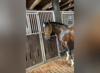 Volbloed Arabier Mix, Ruin, 5 Jaar, 153 cm, Donkerbruin