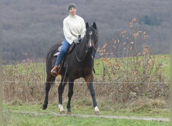 Volbloed Arabier, Ruin, 5 Jaar, 153 cm, Donkerbruin