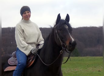 Volbloed Arabier, Ruin, 5 Jaar, 153 cm, Donkerbruin