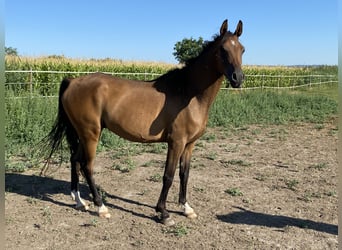 Volbloed Arabier, Ruin, 5 Jaar, 154 cm, Bruin
