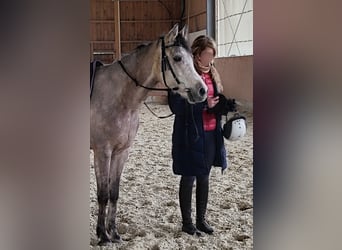 Volbloed Arabier, Ruin, 5 Jaar, 154 cm, Schimmel