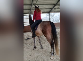 Volbloed Arabier, Ruin, 5 Jaar, 154 cm, Schimmel