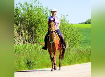 Volbloed Arabier, Ruin, 5 Jaar, 155 cm, Bruin