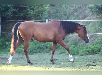 Volbloed Arabier, Ruin, 5 Jaar, 155 cm, Bruin