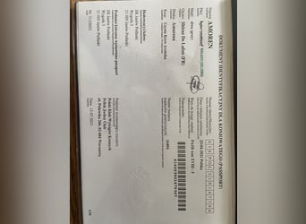 Volbloed Arabier, Ruin, 5 Jaar, 156 cm, Schimmel