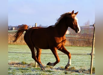 Volbloed Arabier, Ruin, 5 Jaar, 160 cm