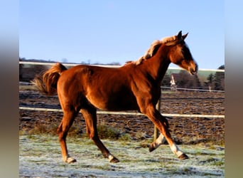 Volbloed Arabier, Ruin, 5 Jaar, 160 cm