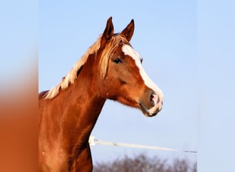 Volbloed Arabier, Ruin, 5 Jaar, 160 cm, Vos