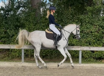 Volbloed Arabier, Ruin, 6 Jaar, 154 cm, Schimmel