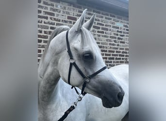 Volbloed Arabier, Ruin, 6 Jaar, 155 cm, Schimmel