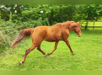 Volbloed Arabier, Ruin, 6 Jaar, 155 cm, Vos