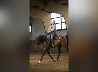 Volbloed Arabier, Ruin, 6 Jaar, 158 cm, Donkerbruin