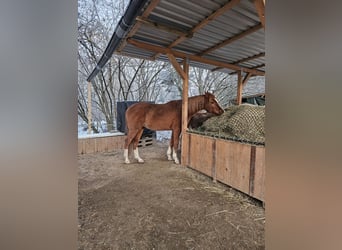 Volbloed Arabier, Ruin, 6 Jaar, 158 cm, Vos