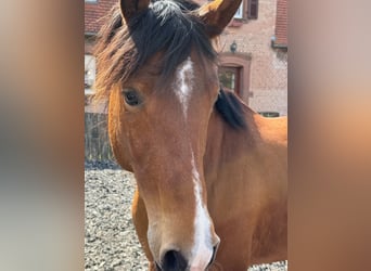 Volbloed Arabier, Ruin, 6 Jaar, 163 cm, Bruin