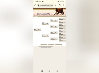 Volbloed Arabier, Ruin, 7 Jaar, 145 cm, Vos