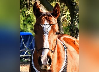 Volbloed Arabier, Ruin, 7 Jaar, 145 cm, Vos