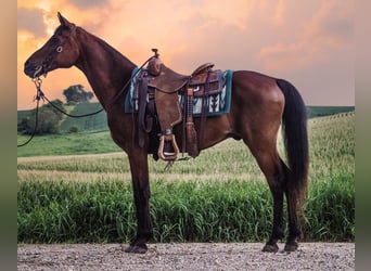 Volbloed Arabier, Ruin, 7 Jaar, 150 cm, Roodbruin