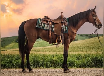 Volbloed Arabier, Ruin, 7 Jaar, 150 cm, Roodbruin