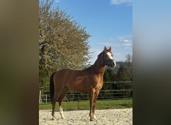Volbloed Arabier, Ruin, 7 Jaar, 150 cm, Vos