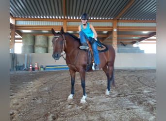Volbloed Arabier, Ruin, 7 Jaar, 152 cm, Brauner