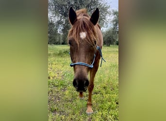 Volbloed Arabier, Ruin, 7 Jaar, 155 cm, Vos