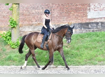 Volbloed Arabier, Ruin, 7 Jaar, 168 cm, Zwartbruin