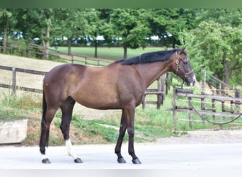 Volbloed Arabier, Ruin, 7 Jaar, 168 cm, Zwartbruin