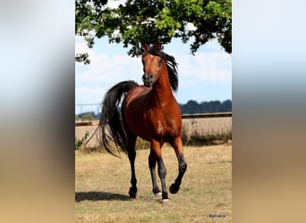 Volbloed Arabier, Ruin, 7 Jaar, Bruin