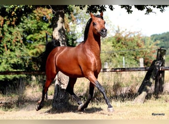 Volbloed Arabier, Ruin, 7 Jaar, Bruin