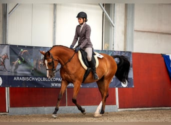 Volbloed Arabier, Ruin, 9 Jaar, 155 cm, Bruin