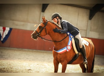 Volbloed Arabier, Ruin, 9 Jaar, 155 cm, Bruin