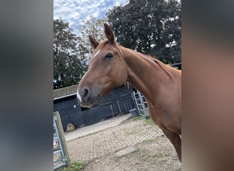 Volbloed Arabier, Ruin, 9 Jaar, 155 cm, Vos