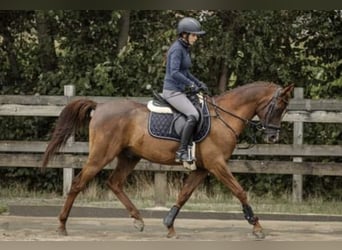 Vollblutaraber, Hengst, 10 Jahre, 154 cm, Fuchs