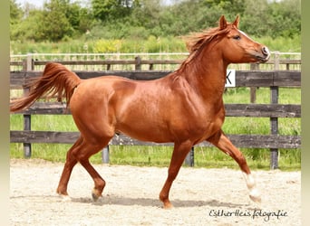 Vollblutaraber, Hengst, 10 Jahre, 160 cm, Fuchs